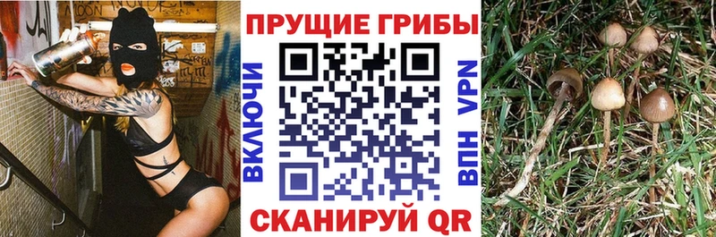 Галлюциногенные грибы GOLDEN TEACHER  Бологое 