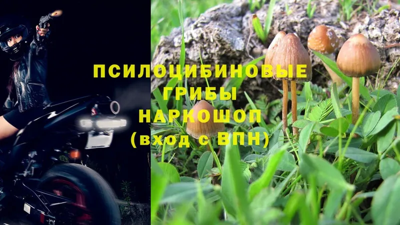 закладка  Бологое  Галлюциногенные грибы MAGIC MUSHROOMS 